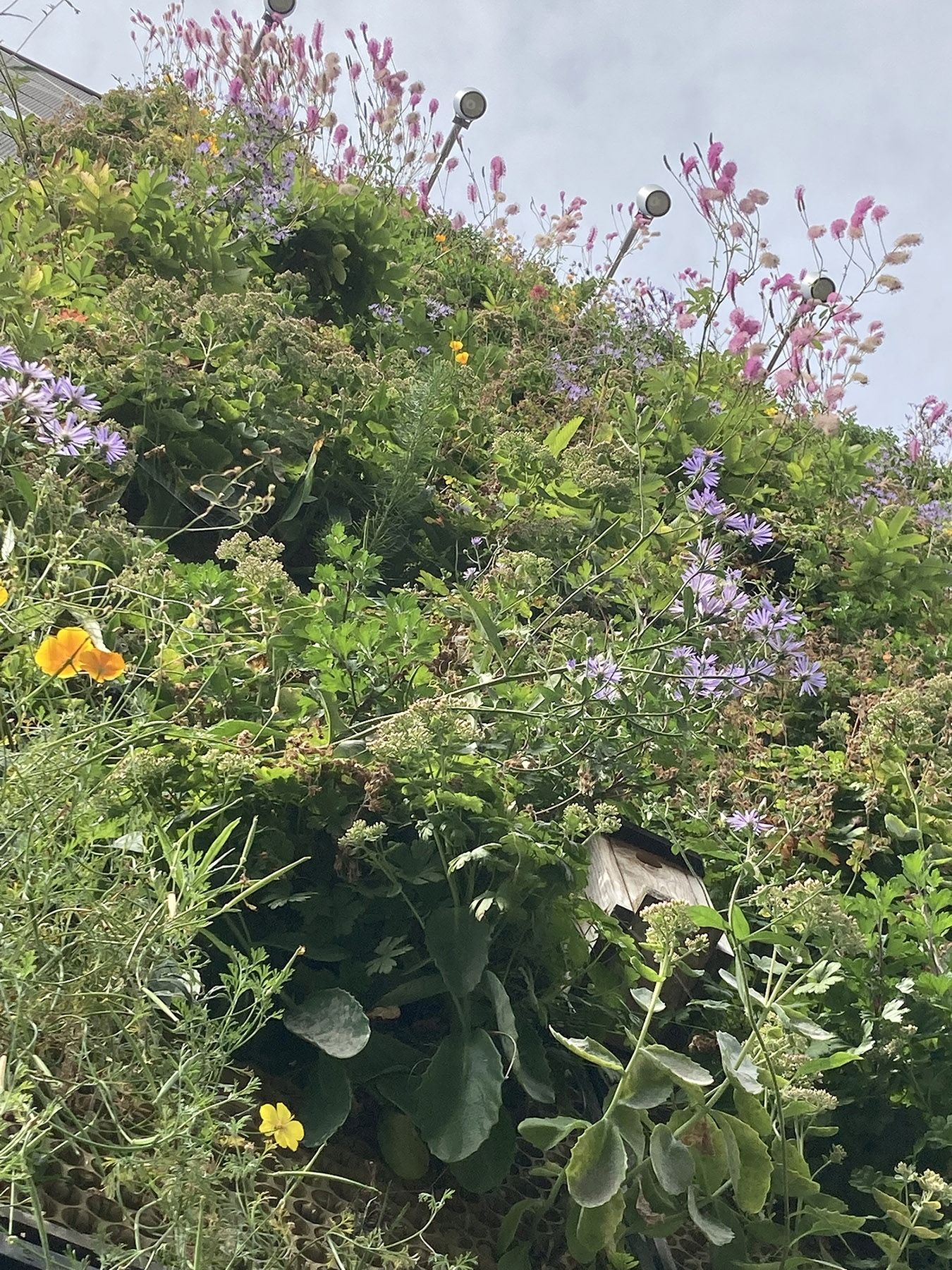 Bare walls on parking garages became home for flowers and bees