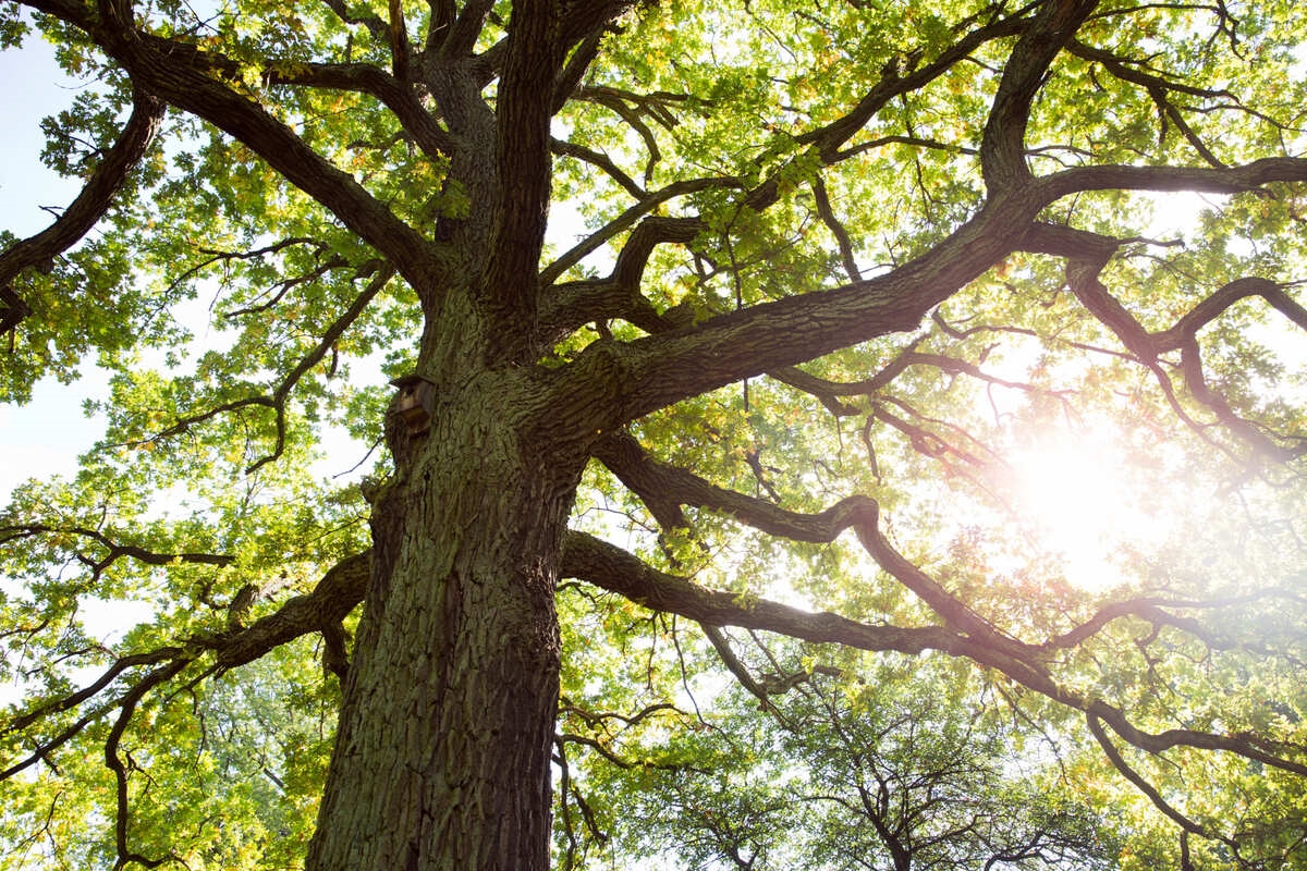 Trees important for lowering outdoor temperatures in cities
